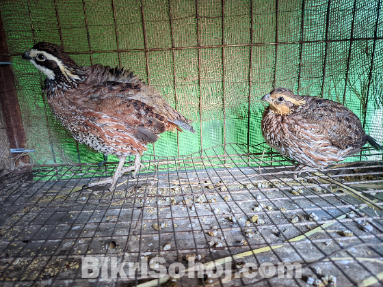 Northern Bobwhite Quail(নর্দান বব হোয়াইট কোয়েল )